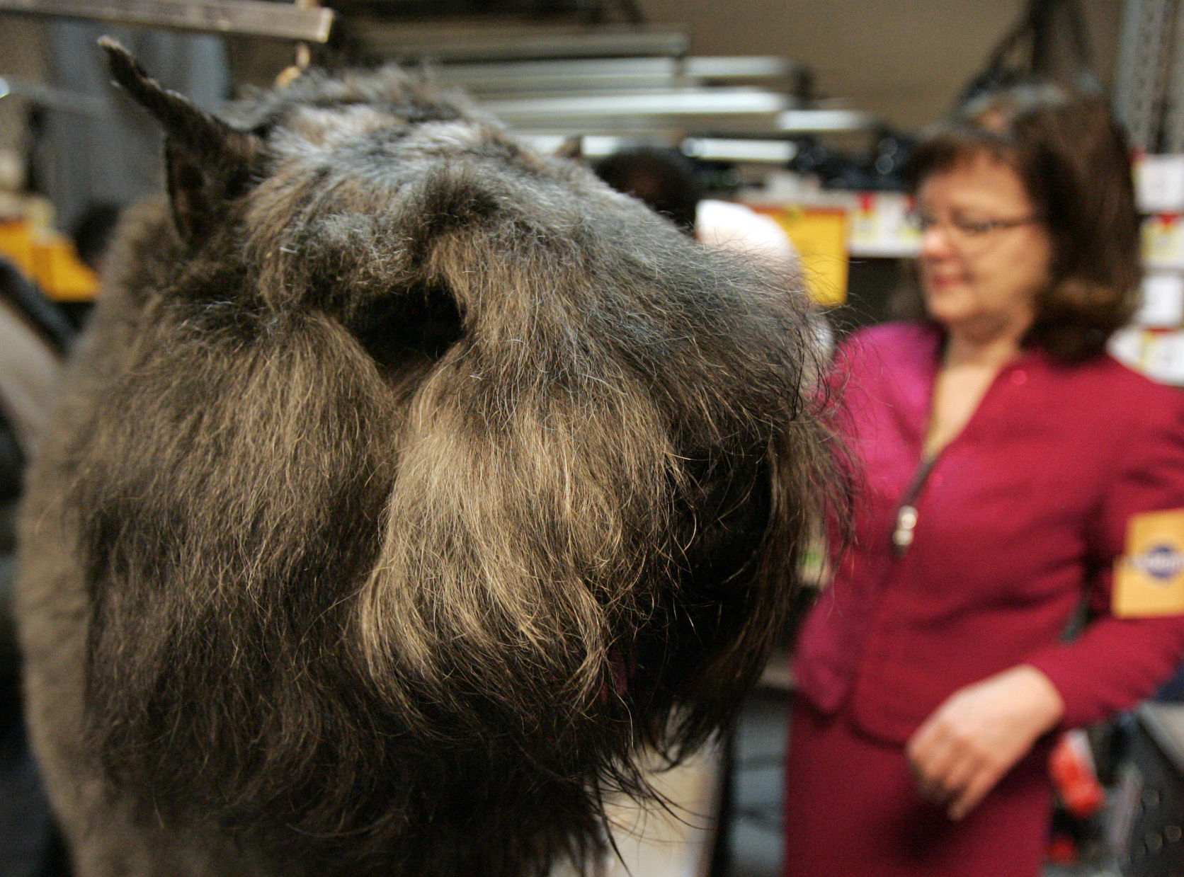 Westminster Dog Show